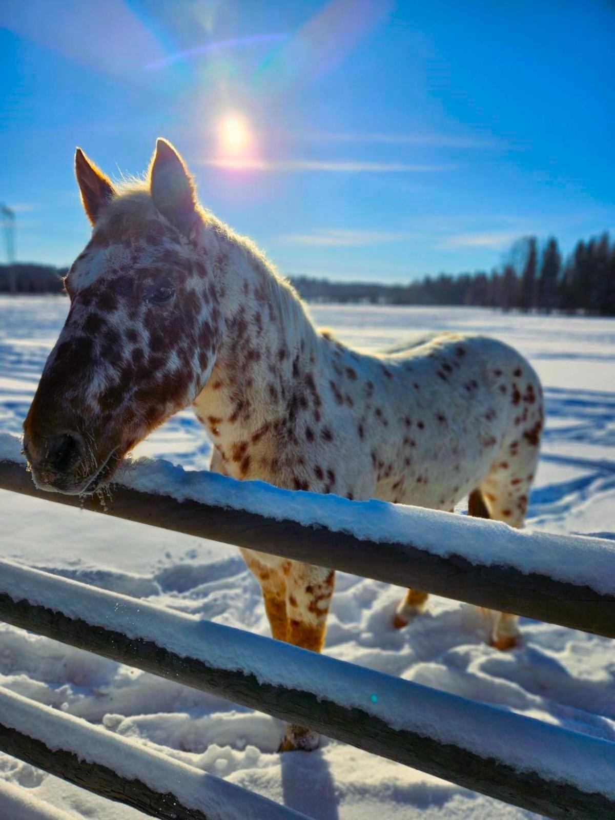 Woodhouse Cottages And Ranch Принс Джордж Екстериор снимка